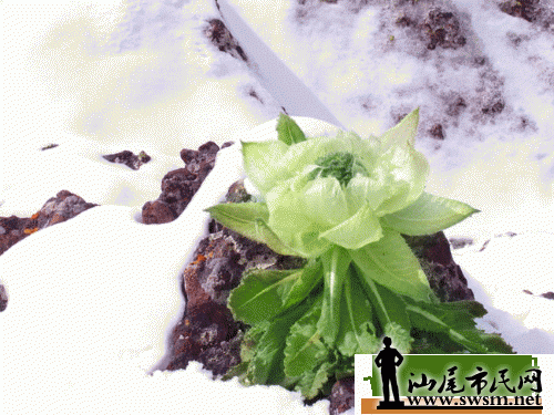20100912114533131.gif