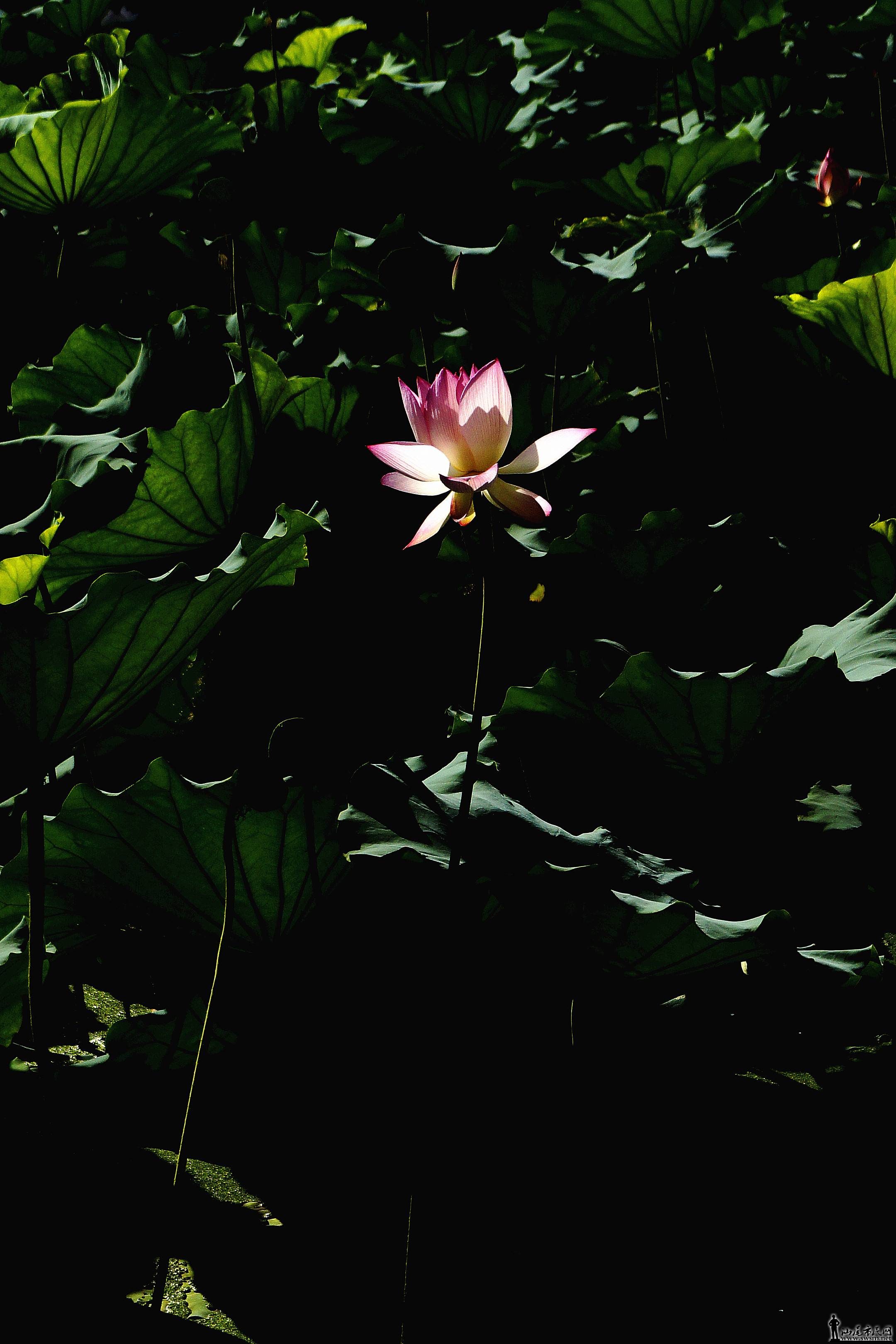 _DSC5005_.jpg