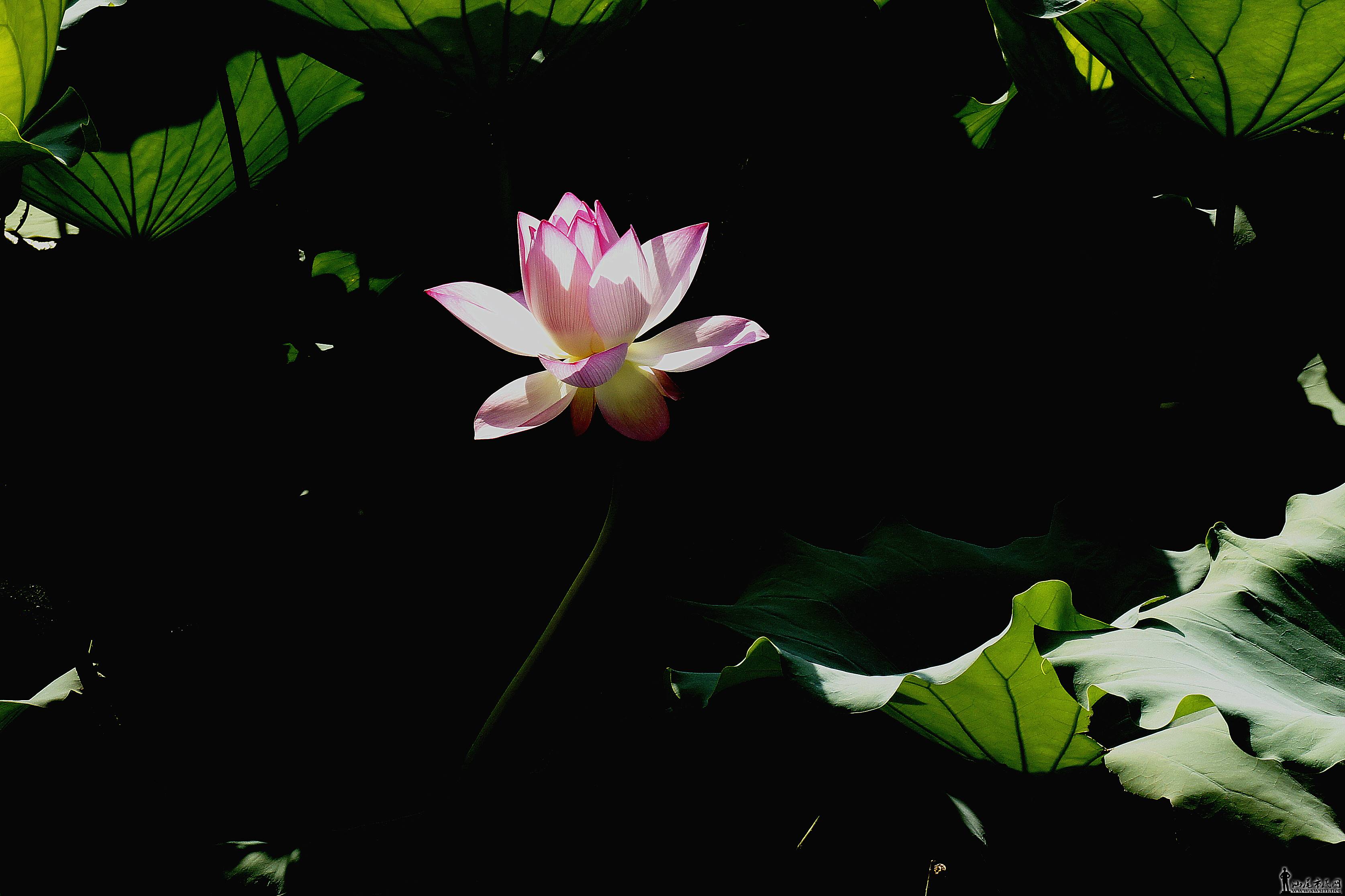 _DSC4990_.jpg