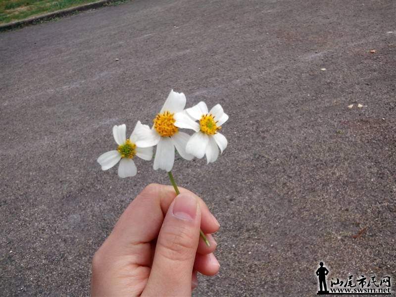 操场,花.jpg 操场,花.jpg