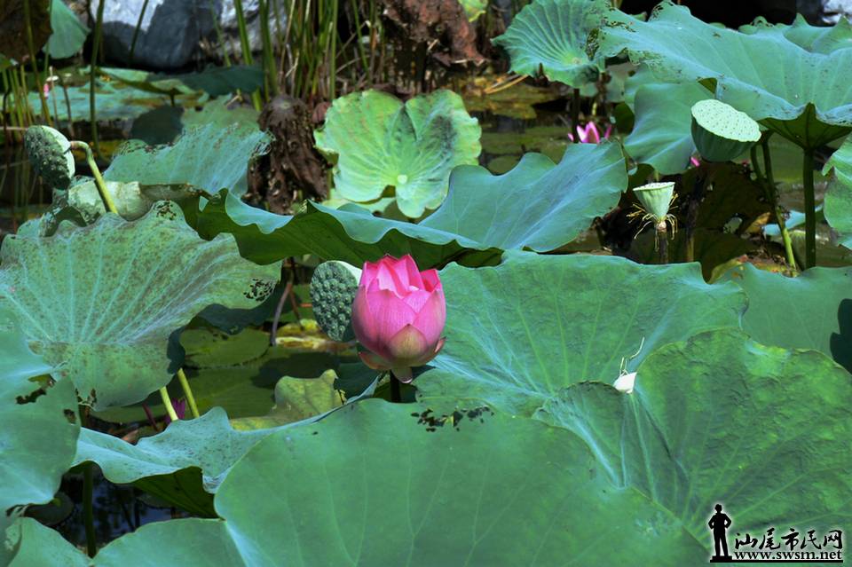 DSC05132.JPG