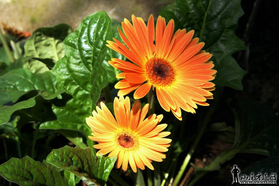 DSC05142.JPG