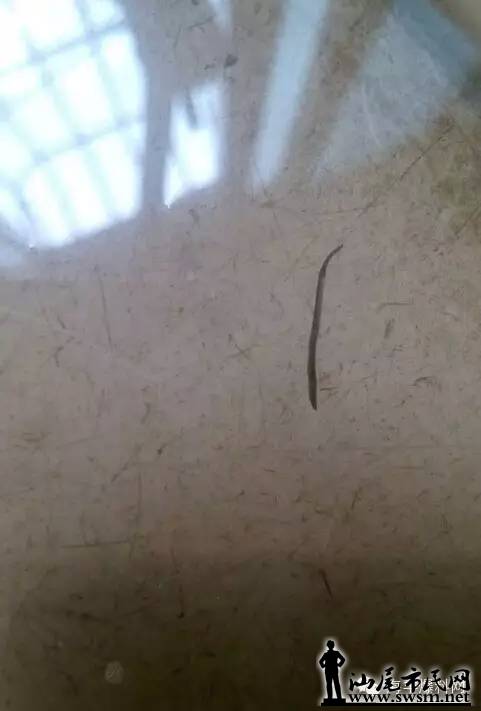 汕尾市民网-海丰梅陇自来水惊现虫子,喝水要当