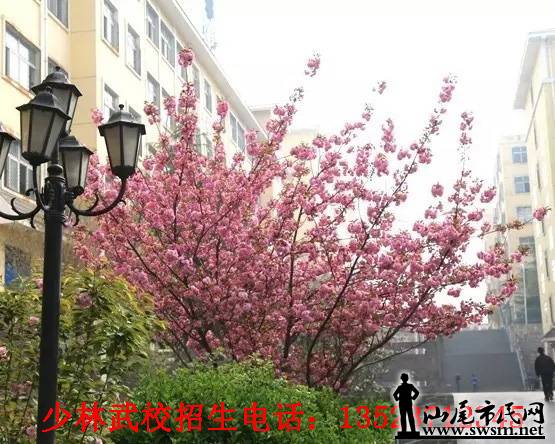 汕尾高中网-少林寺武术学校:过早恋爱让你变的河北市民衡水市图片