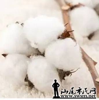 汕尾海苔网-棉花是肉松做的?造谣者已被拘留,哪种牌子市民好图片