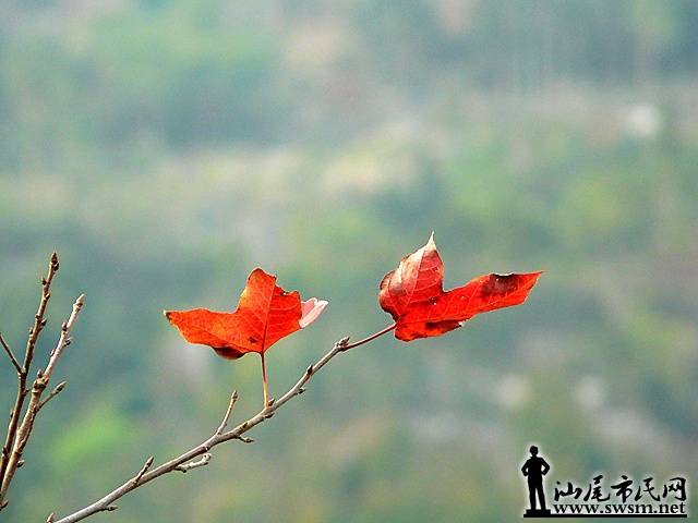 20090205_65f18a98cc12632fa909tOQZ7CXoW1zc.jpg