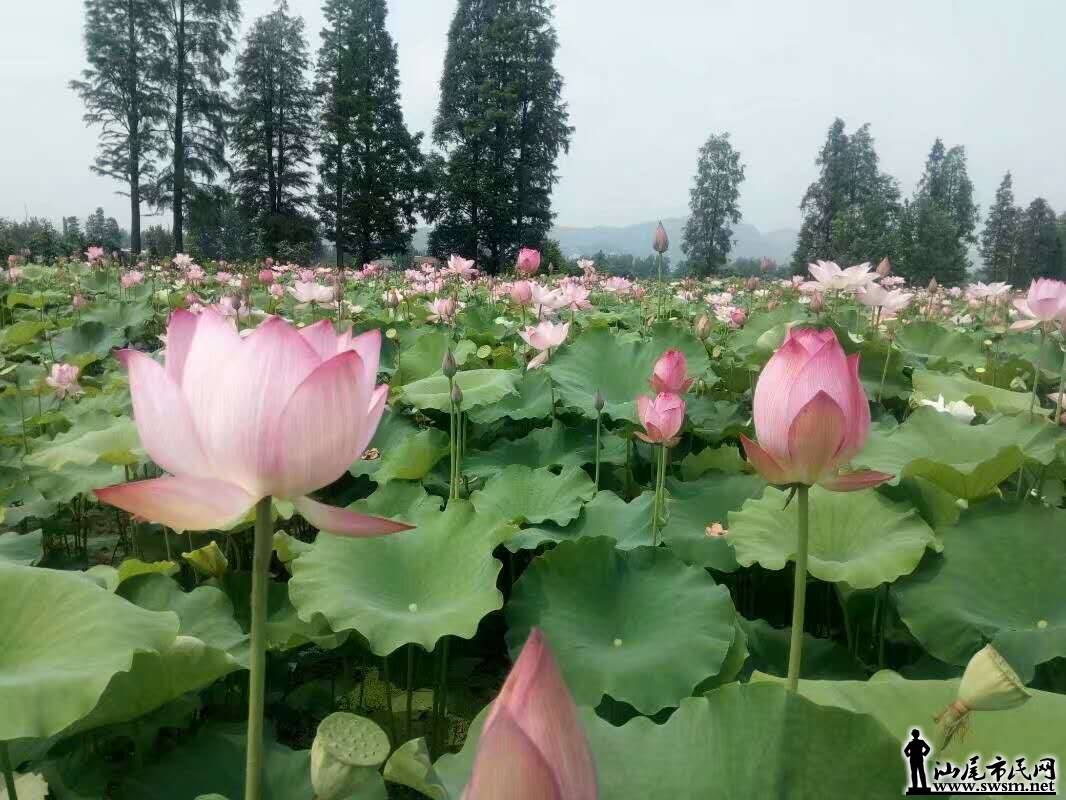 wechat_upload1499006001595904311a2ee