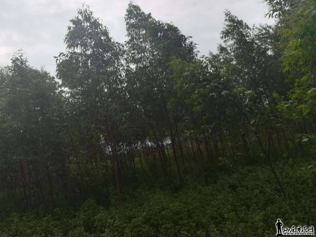 wechat_upload150480321859b17992dadad