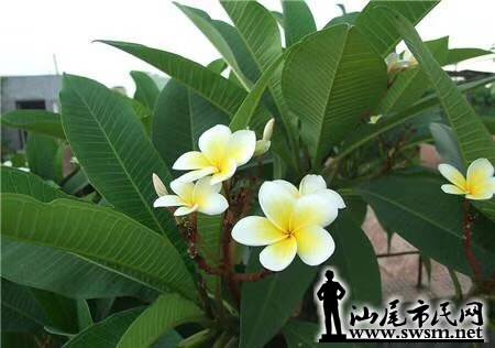 wechat_upload15543708675ca5d133a486f