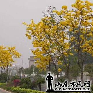 wechat_upload15545595955ca8b26bda389