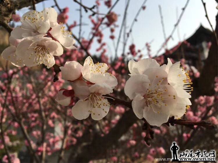 wechat_upload15556585705cb9774a8eef1