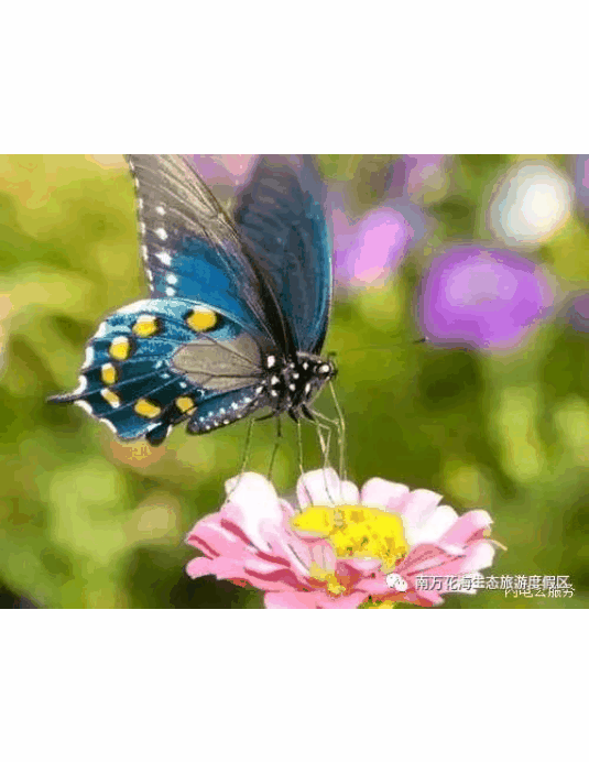 南万镇即将举办首届稻草人蝴蝶风车旅游节