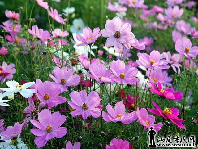 wechat_upload15572863255cd24db532530