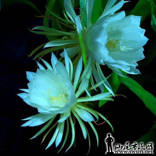 wechat_upload15590179825cecb9fef23ca