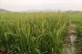 ��Ӣ��ũҵ���á�һ��ˮ��+һ������������ģʽ