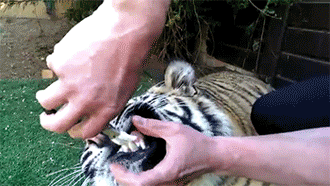 头一次看到在老虎嘴里拔牙