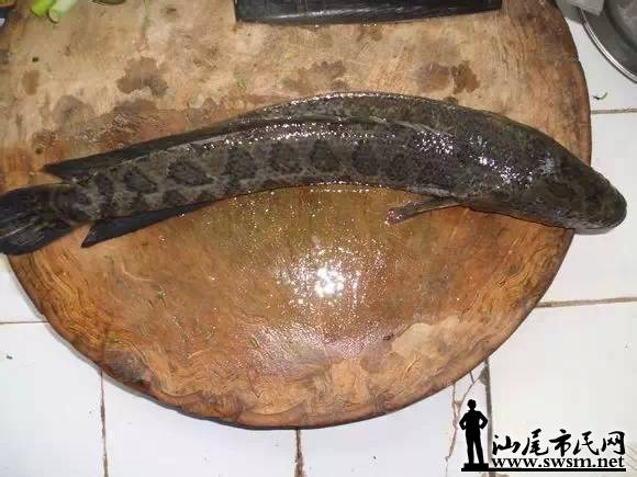 寄居蟹  大黄鱼  弹涂鱼  海瓜子  梭子蟹