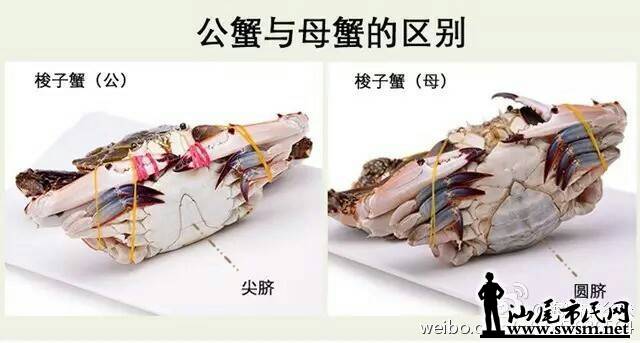汕尾老渔夫传授如何挑海鲜,以后再也不怕被坑了.