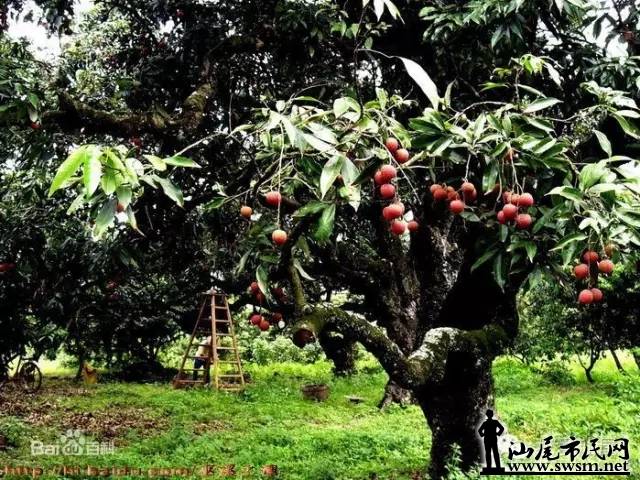 ��������֦