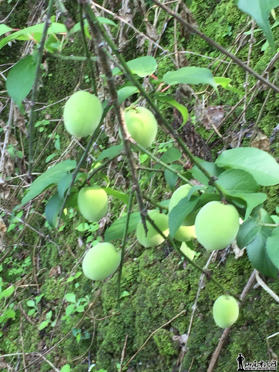 青梅便宜,农民白干了一年