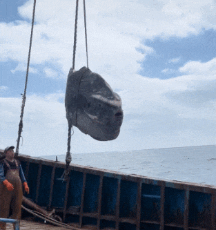 64e71bfe56104b3f9656f1645537f26b.gif