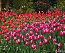 ��������̫����